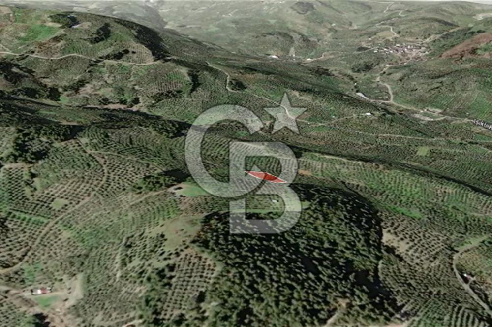 CB AMBIANCE'DAN MUDANYA YÖRÜKALİ'DE DENİZ MANZARALI ZEYTİNLİK