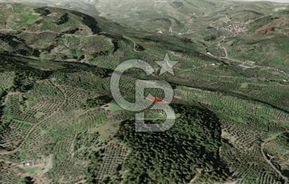 CB AMBIANCE'DAN MUDANYA YÖRÜKALİ'DE DENİZ MANZARALI ZEYTİNLİK