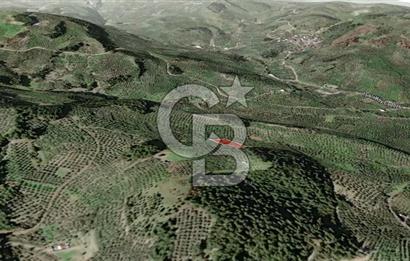 CB AMBIANCE'DAN MUDANYA YÖRÜKALİ'DE DENİZ MANZARALI ZEYTİNLİK
