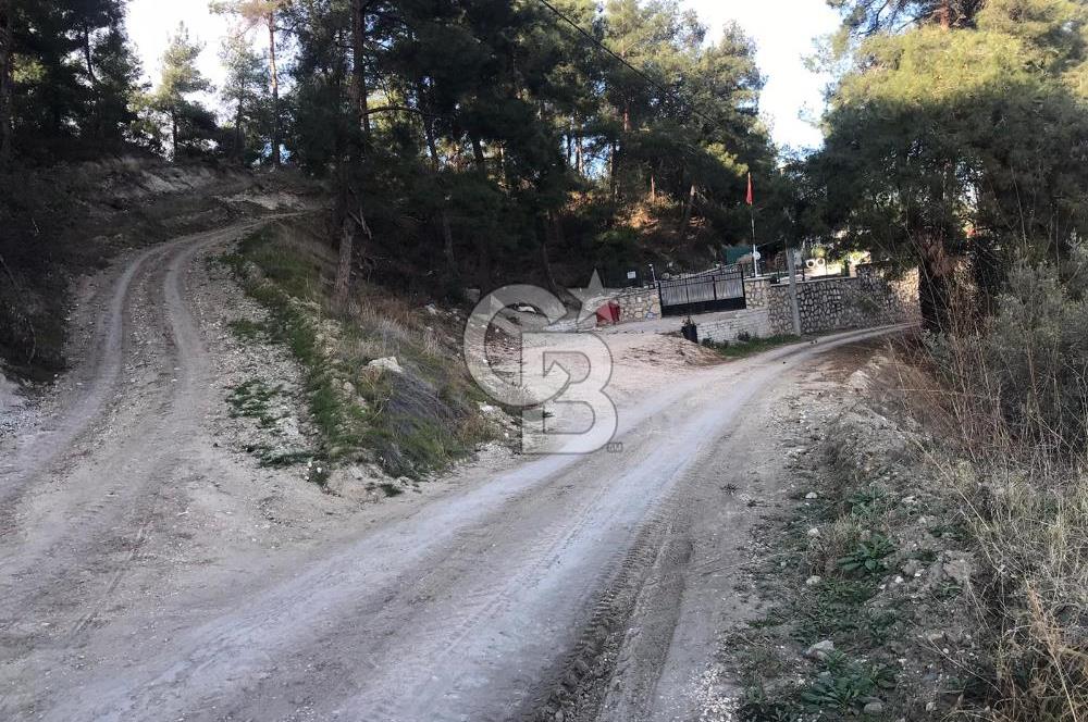 CB AMBIANCE'DAN MUDANYA YÖRÜKALİ'DE DENİZ MANZARALI ZEYTİNLİK