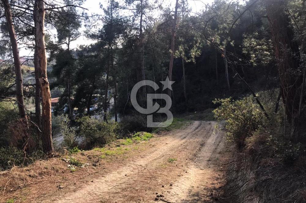 CB AMBIANCE'DAN MUDANYA YÖRÜKALİ'DE DENİZ MANZARALI ZEYTİNLİK