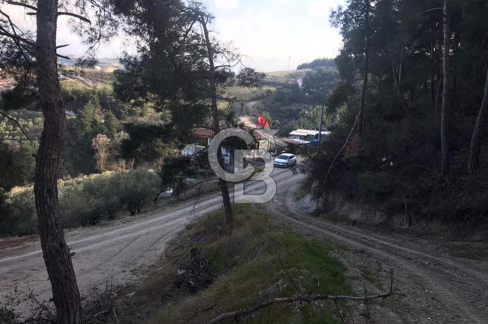 CB AMBIANCE'DAN MUDANYA YÖRÜKALİ'DE DENİZ MANZARALI ZEYTİNLİK