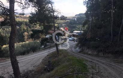 CB AMBIANCE'DAN MUDANYA YÖRÜKALİ'DE DENİZ MANZARALI ZEYTİNLİK