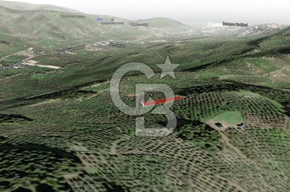 CB AMBIANCE'DAN MUDANYA YÖRÜKALİ'DE DENİZ MANZARALI ZEYTİNLİK