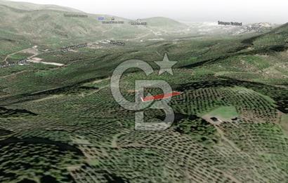 CB AMBIANCE'DAN MUDANYA YÖRÜKALİ'DE DENİZ MANZARALI ZEYTİNLİK