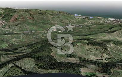 CB AMBIANCE'DAN MUDANYA YÖRÜKALİ'DE DENİZ MANZARALI ZEYTİNLİK