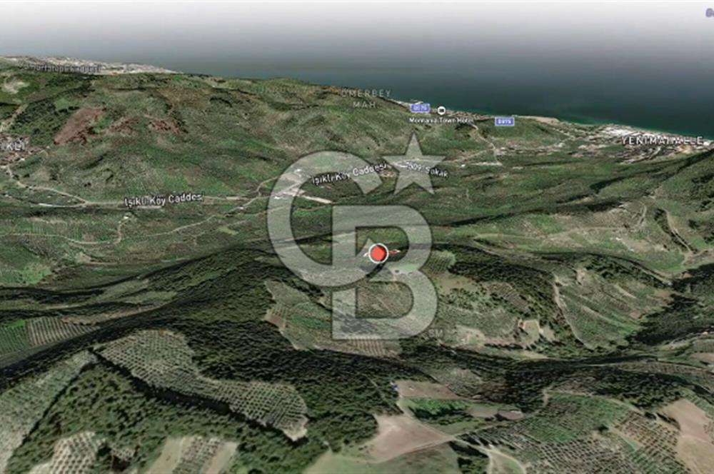 CB AMBIANCE'DAN MUDANYA YÖRÜKALİ'DE DENİZ MANZARALI ZEYTİNLİK
