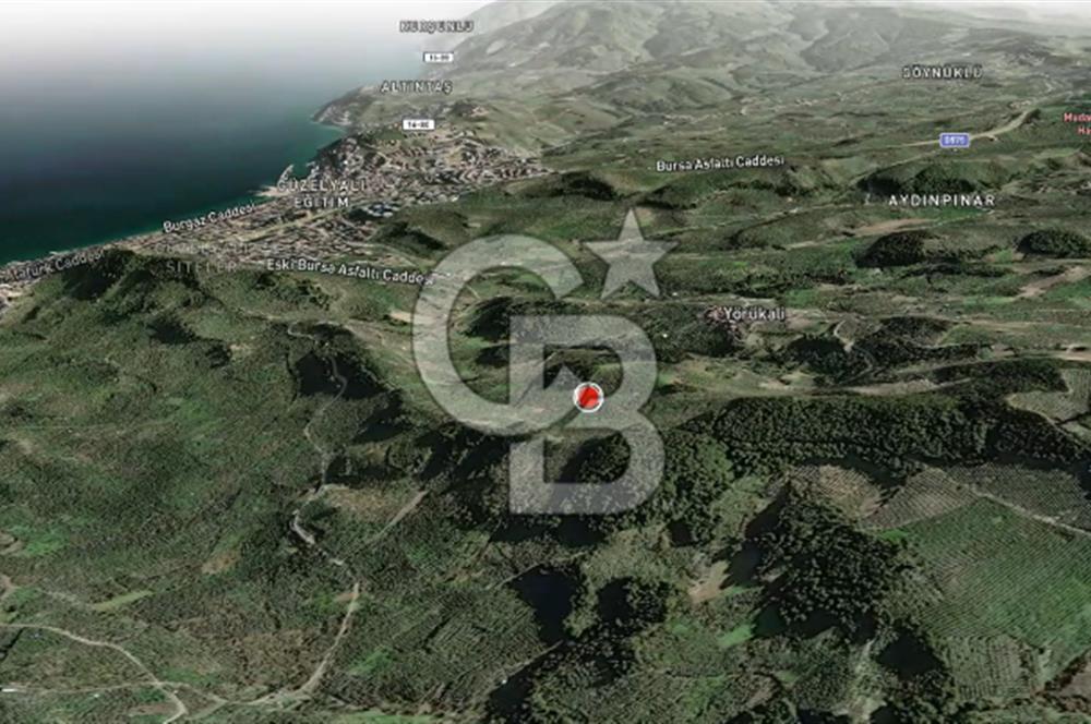 CB AMBIANCE'DAN MUDANYA YÖRÜKALİ'DE DENİZ MANZARALI ZEYTİNLİK