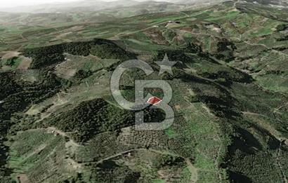 CB AMBIANCE'DAN MUDANYA YÖRÜKALİ'DE DENİZ MANZARALI ZEYTİNLİK