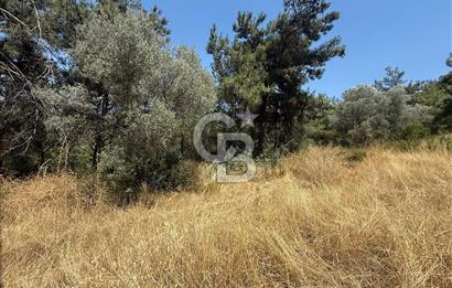 BUCA BATI ÇIKIŞINA 800 M. MESAFEDE ORMANIN İÇİNDE 1678 M² TARLA