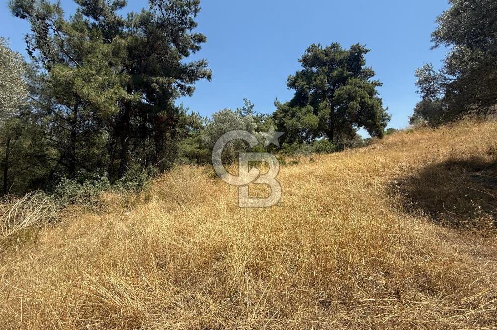 BUCA BATI ÇIKIŞINA 800 M. MESAFEDE ORMANIN İÇİNDE 1678 M² TARLA