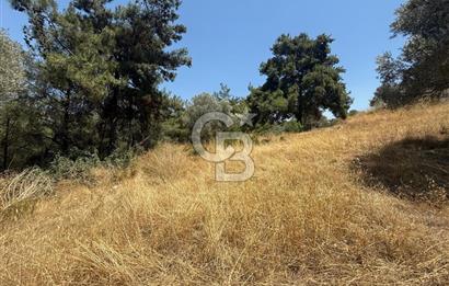 BUCA BATI ÇIKIŞINA 800 M. MESAFEDE ORMANIN İÇİNDE 1678 M² TARLA