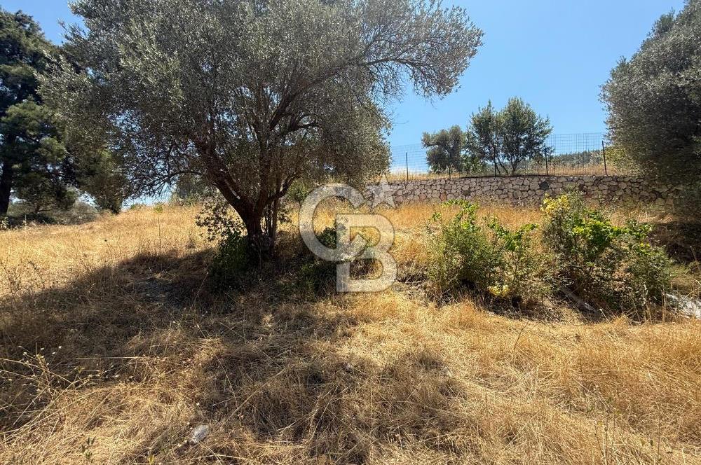 BUCA BATI ÇIKIŞINA 800 M. MESAFEDE ORMANIN İÇİNDE 1678 M² TARLA