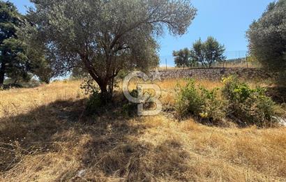BUCA BATI ÇIKIŞINA 800 M. MESAFEDE ORMANIN İÇİNDE 1678 M² TARLA
