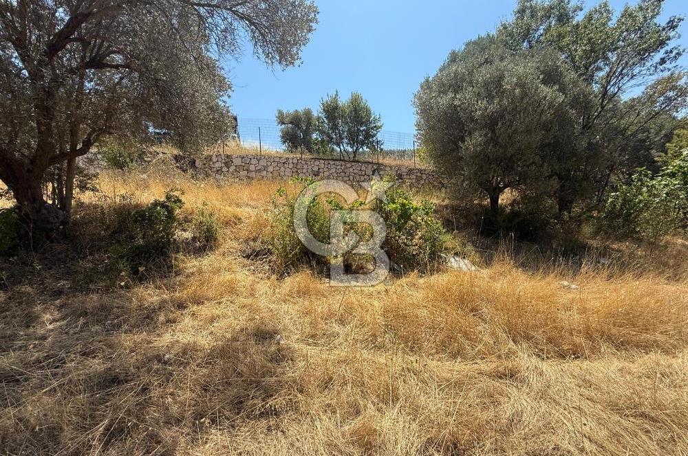 BUCA BATI ÇIKIŞINA 800 M. MESAFEDE ORMANIN İÇİNDE 1678 M² TARLA