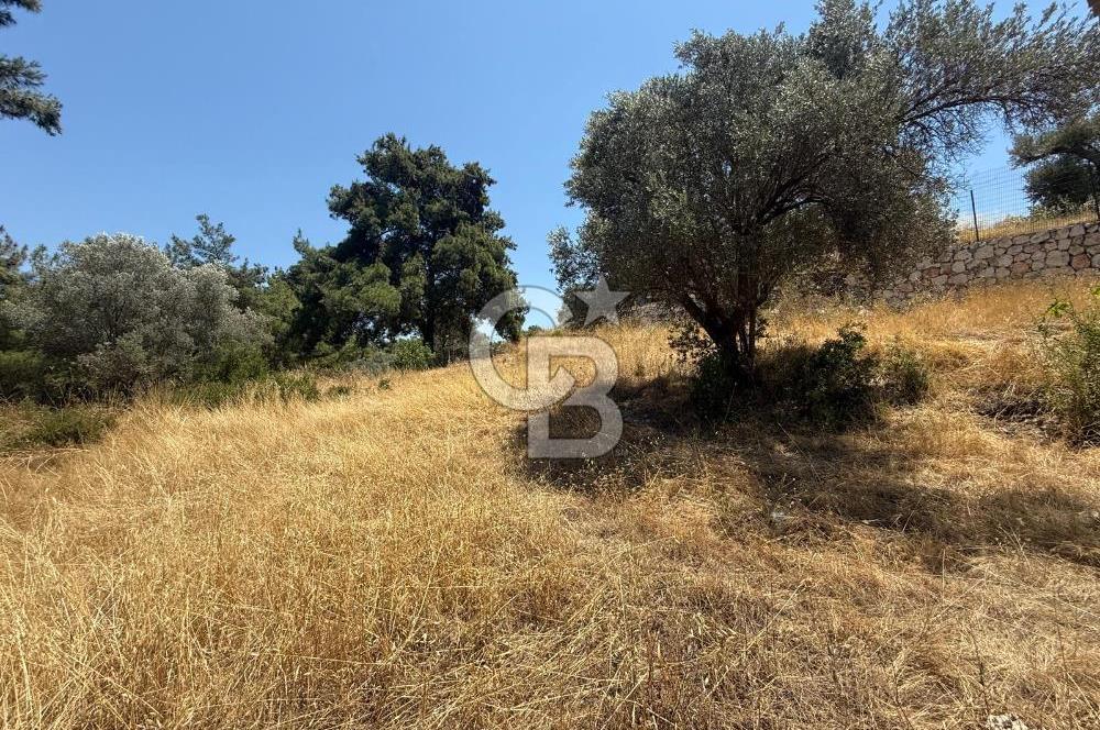 BUCA BATI ÇIKIŞINA 800 M. MESAFEDE ORMANIN İÇİNDE 1678 M² TARLA