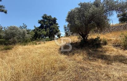 BUCA BATI ÇIKIŞINA 800 M. MESAFEDE ORMANIN İÇİNDE 1678 M² TARLA