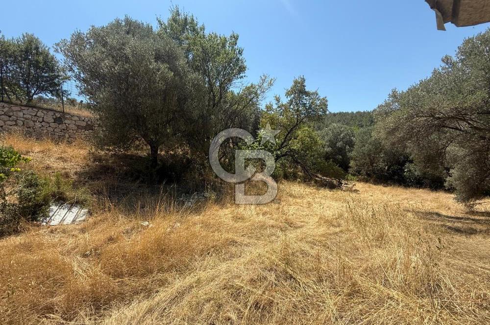 BUCA BATI ÇIKIŞINA 800 M. MESAFEDE ORMANIN İÇİNDE 1678 M² TARLA