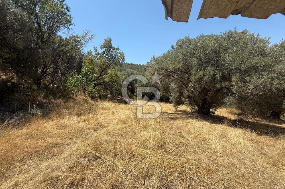 BUCA BATI ÇIKIŞINA 800 M. MESAFEDE ORMANIN İÇİNDE 1678 M² TARLA
