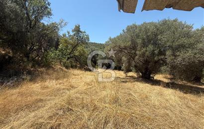 BUCA BATI ÇIKIŞINA 800 M. MESAFEDE ORMANIN İÇİNDE 1678 M² TARLA