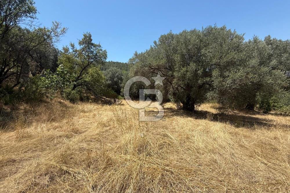 BUCA BATI ÇIKIŞINA 800 M. MESAFEDE ORMANIN İÇİNDE 1678 M² TARLA