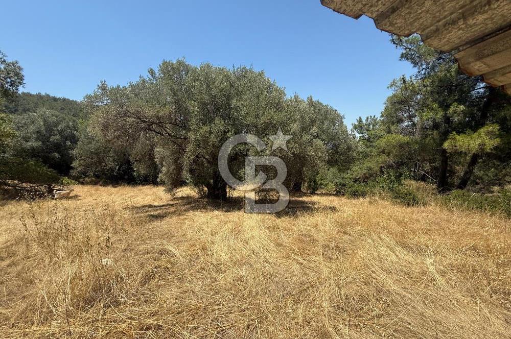 BUCA BATI ÇIKIŞINA 800 M. MESAFEDE ORMANIN İÇİNDE 1678 M² TARLA