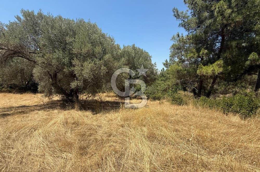 BUCA BATI ÇIKIŞINA 800 M. MESAFEDE ORMANIN İÇİNDE 1678 M² TARLA