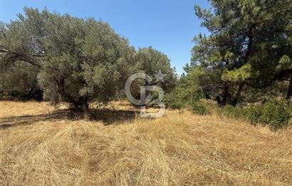 BUCA BATI ÇIKIŞINA 800 M. MESAFEDE ORMANIN İÇİNDE 1678 M² TARLA