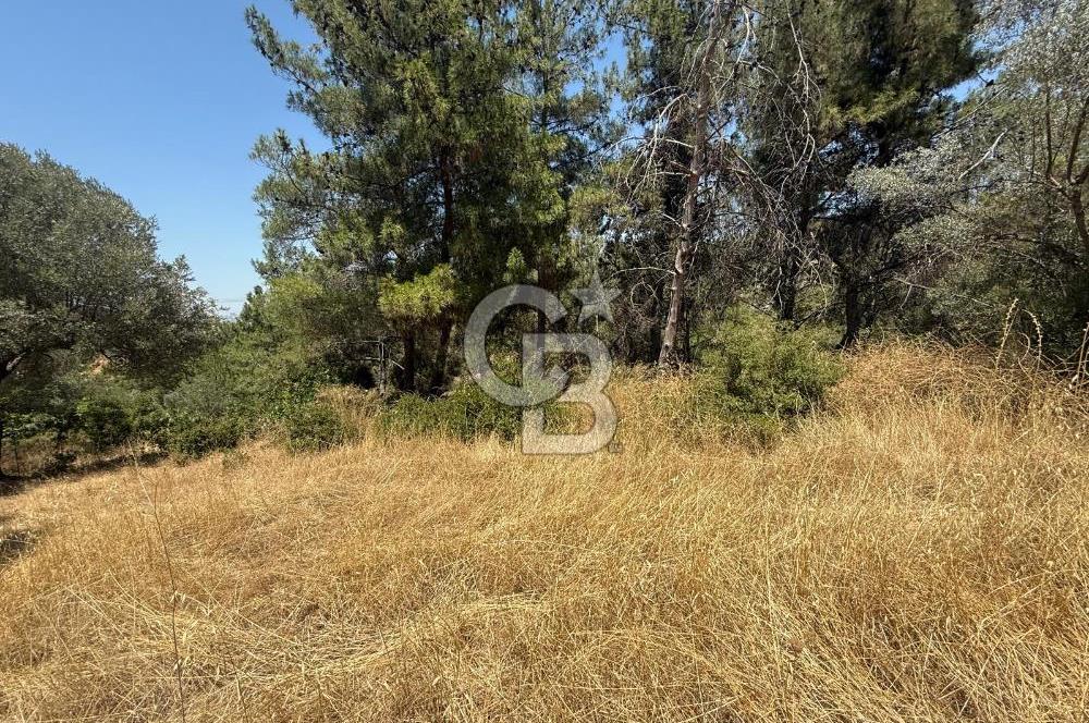 BUCA BATI ÇIKIŞINA 800 M. MESAFEDE ORMANIN İÇİNDE 1678 M² TARLA