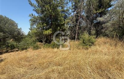 BUCA BATI ÇIKIŞINA 800 M. MESAFEDE ORMANIN İÇİNDE 1678 M² TARLA