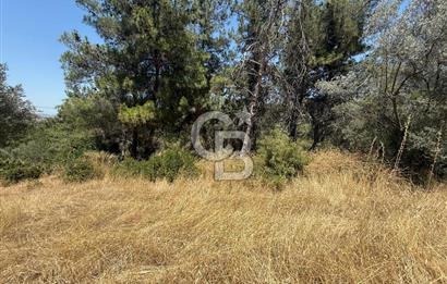 BUCA BATI ÇIKIŞINA 800 M. MESAFEDE ORMANIN İÇİNDE 1678 M² TARLA