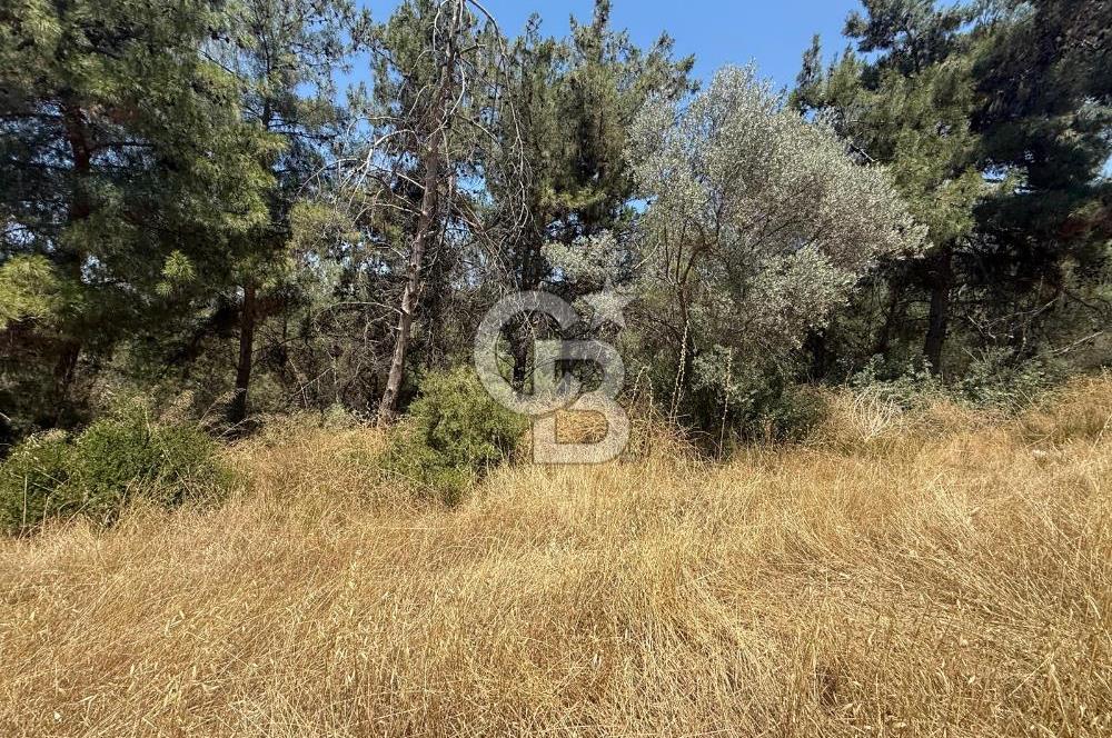 BUCA BATI ÇIKIŞINA 800 M. MESAFEDE ORMANIN İÇİNDE 1678 M² TARLA
