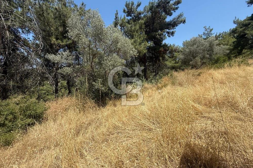 BUCA BATI ÇIKIŞINA 800 M. MESAFEDE ORMANIN İÇİNDE 1678 M² TARLA