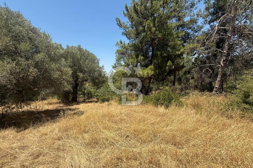 BUCA BATI ÇIKIŞINA 800 M. MESAFEDE ORMANIN İÇİNDE 1678 M² TARLA