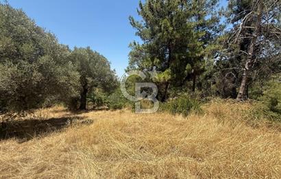 BUCA BATI ÇIKIŞINA 800 M. MESAFEDE ORMANIN İÇİNDE 1678 M² TARLA