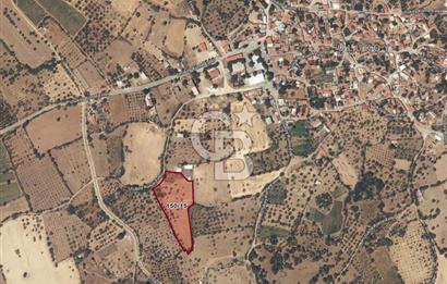 BOZCAADA'YA YAKIN, DENİZE 5.5 KM, DOĞAYLA İÇ İÇE SATILIK TARLA!