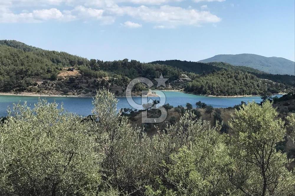 SEFERİHİSAR BEYLER KÖYÜNDE 1117M2 SATILIK ZEYTİNLİK