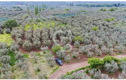 3.722 M2 SATILIK ZEYTİNLİK