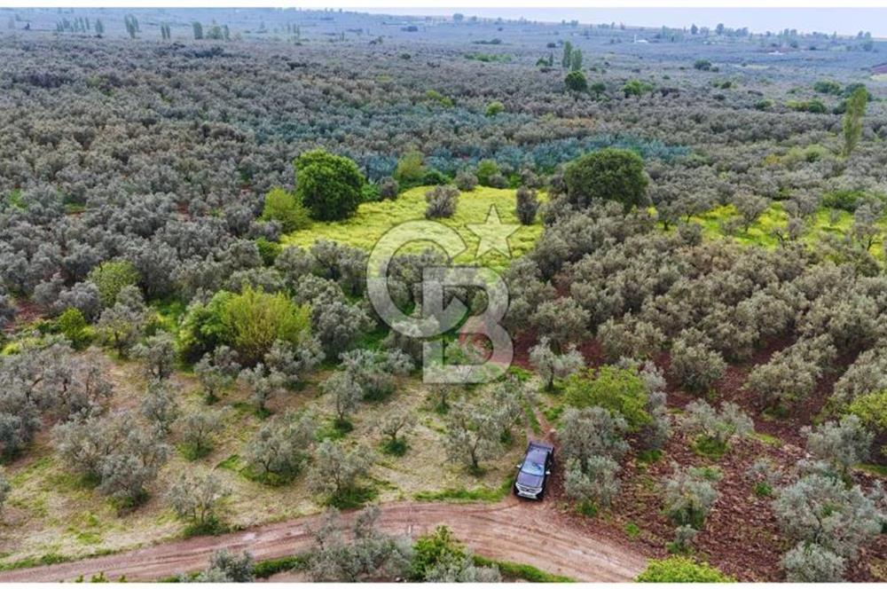 3.722 M2 SATILIK ZEYTİNLİK