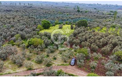 3.722 M2 SATILIK ZEYTİNLİK