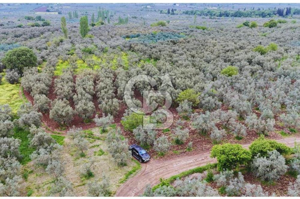 3.722 M2 SATILIK ZEYTİNLİK