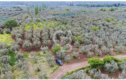 3.722 M2 SATILIK ZEYTİNLİK