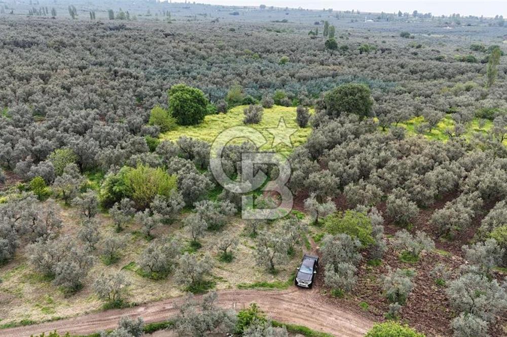 3.722 M2 SATILIK ZEYTİNLİK