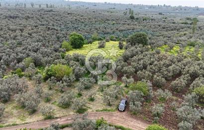 3.722 M2 SATILIK ZEYTİNLİK