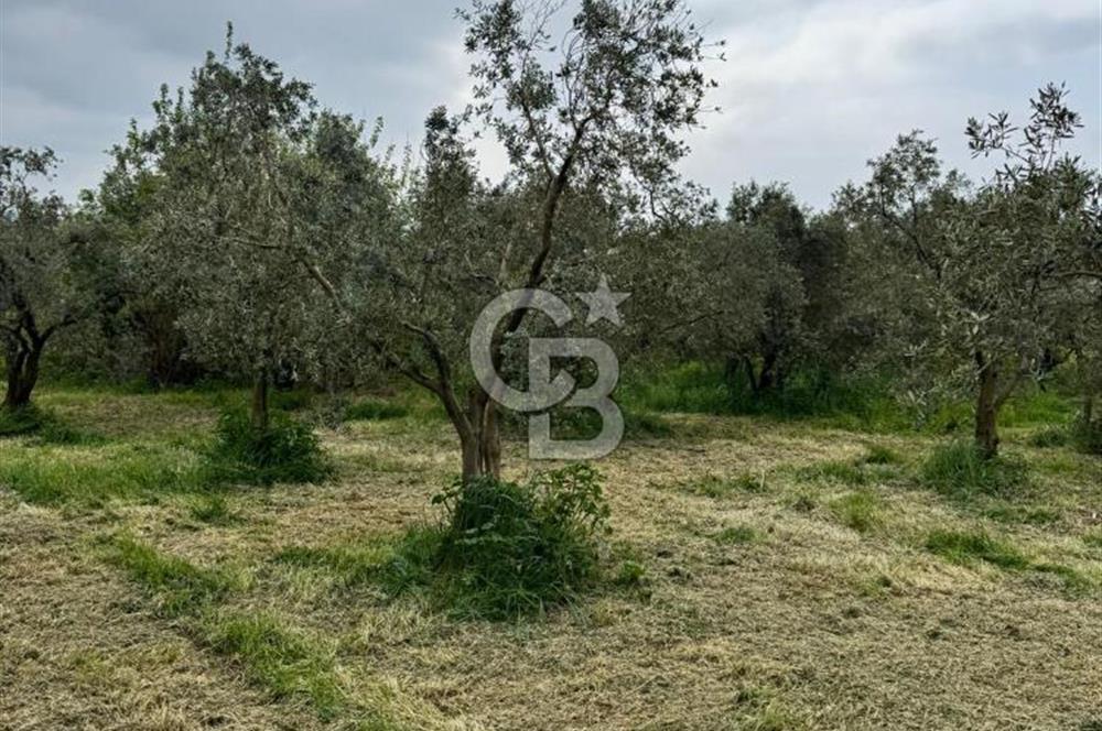 3.722 M2 SATILIK ZEYTİNLİK