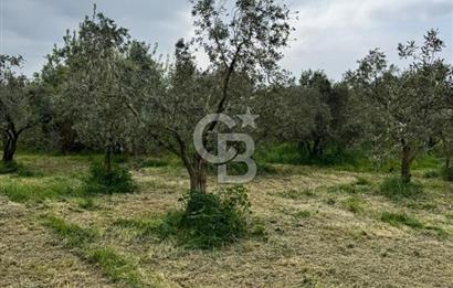 3.722 M2 SATILIK ZEYTİNLİK