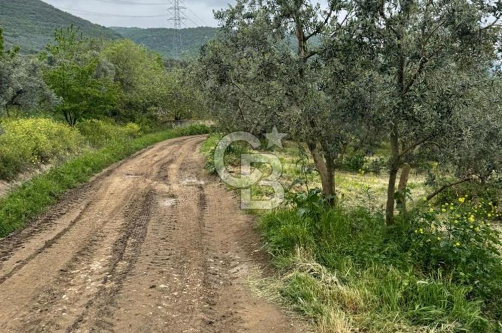 3.722 M2 SATILIK ZEYTİNLİK
