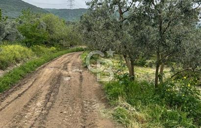 3.722 M2 SATILIK ZEYTİNLİK