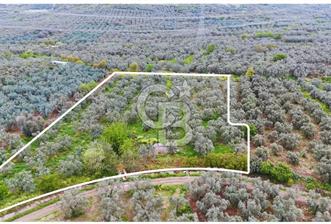 3.722 M2 SATILIK ZEYTİNLİK