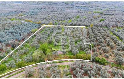 3.722 M2 SATILIK ZEYTİNLİK